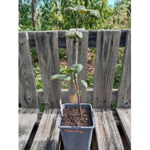 Groseiller à grappe - blanka 1.5l