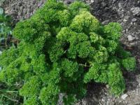 🌿 persil frisé (botte)