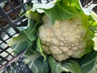 Chou-fleur