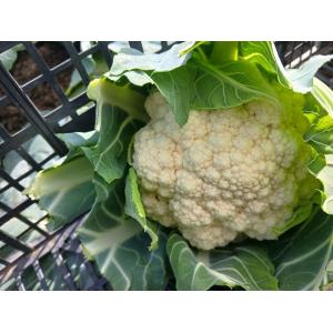Chou-fleur