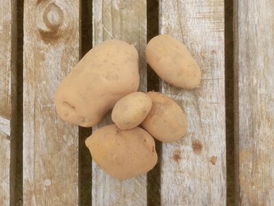 Pomme de terre - agria