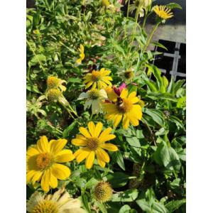 Echinacea jaune