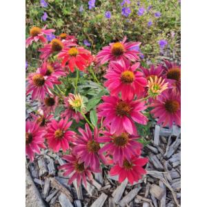 Echinacea rouge