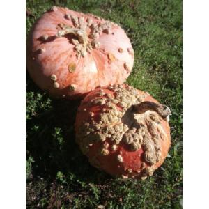 Courge galeuse d'eysine