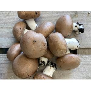 Champignons de paris brun