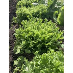 Chicorée frisée magnifique