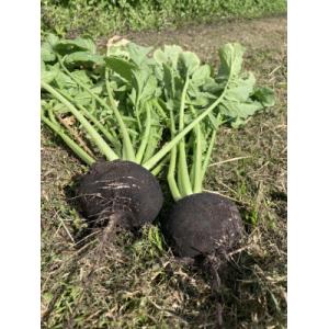 Radis noir rond