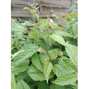 Framboisier remontant ruby 1.5l