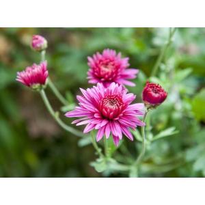 Pétales de marguerittes d'automne