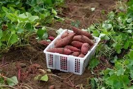 Patate douce bio