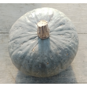 Courge potiron sombra