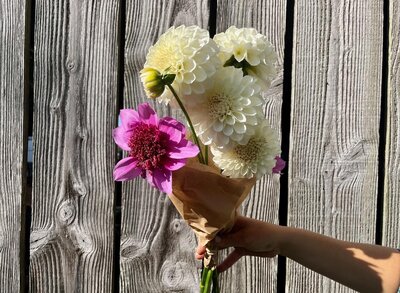 Fleurs botte - dahlia
