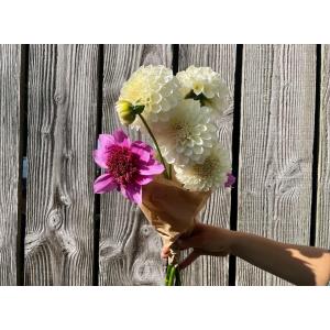 Fleurs botte - dahlia