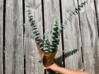 Fleurs botte - eucalyptus