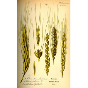 Farine de petit epeautre