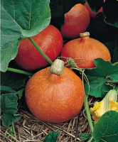 Potimarron 1 kg environ