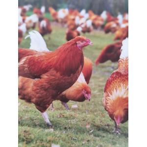 Chapon prêt à cuire poids entre 2.7 et 3.2kg.