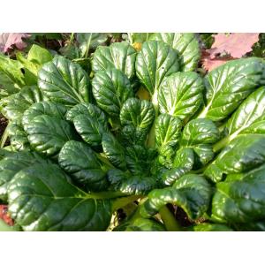 Chou pakchoï/tatsoï