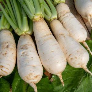 Navets des vertus marteau