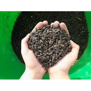 Graines de tournesol pour oiseaux