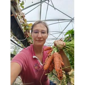 Carottes