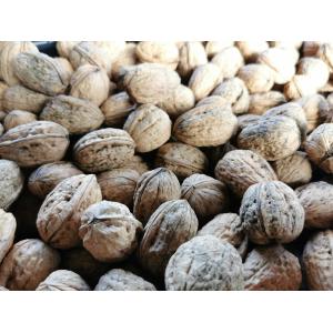Noix gros calibre