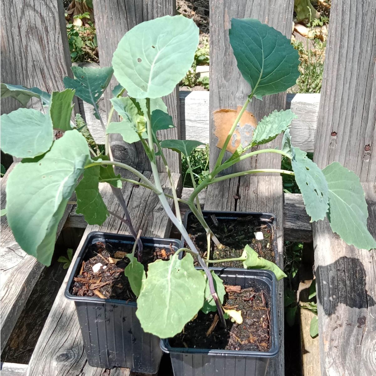 Chou purple tree collard 0.5 l - 1 u - Vivaces Des Dômes - Locavor.fr