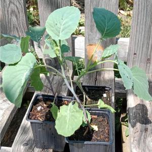 Chou purple tree collard 0.5 l