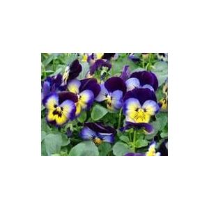 Barquette 6 pensées midnight glow