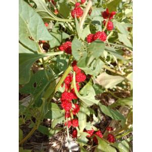 Epinard fraise - 0.5l