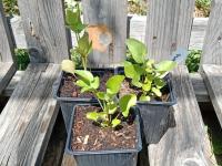 Chervis - pot de 1 l