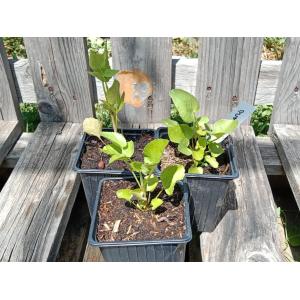 Chervis - pot de 1 l