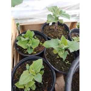 Poire de terre - 0.5 l