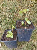 Liane de madère - 0.5 l