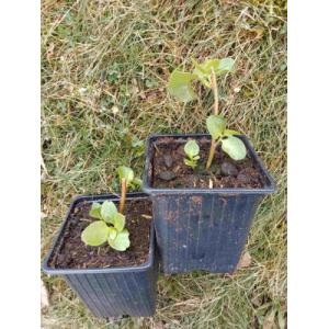 Liane de madère - 0.5 l