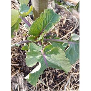 Chou taunton deane 0.5l