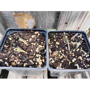 Ail des montagnes - 0.5l