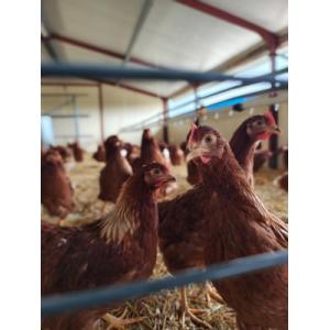 Oeufs bio - boîte de 6