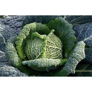 Chou frise en sachet 500g