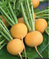 Navets boule d'or bio