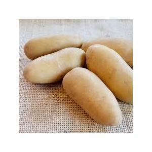 Pomme de terre normandeline