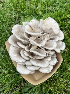 Pleurote gris / pleurote en huître
