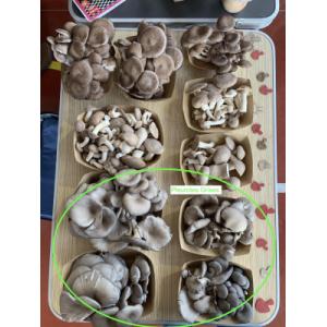 Pleurote gris / pleurote en huître