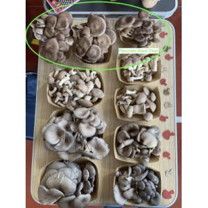 Pleurote black pearl