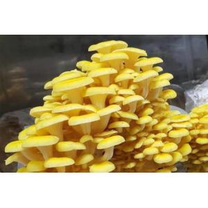 Pleurote jaune / pleurote citron