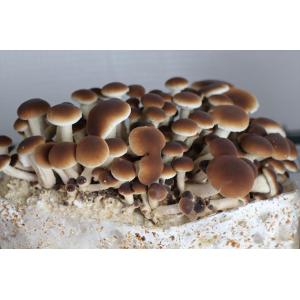 Pholiote du peuplier