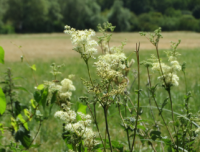 Reine des près- filipendula ulmaria