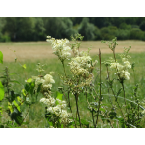 Reine des près- filipendula ulmaria