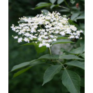 Sureau- sambucus nigra