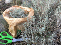 Thym-thymus vulgaris